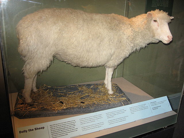 Dolly the cloned sheep