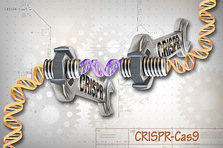 CRISPR gene editing technology