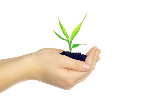 Hands holding plant seedling